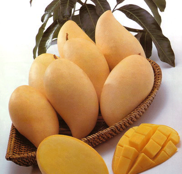 Mango